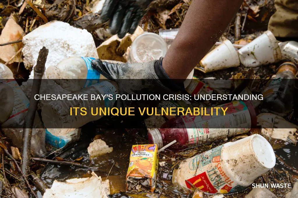 why is chesapeake bay so vulnerable to pollution