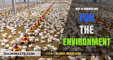 The Environmental Impact of Chicken: Unsustainable Practices and Planet Harm