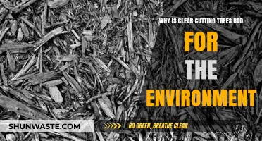 Clear-Cutting Trees: Devastating Environmental Impacts and Long-Term Consequences