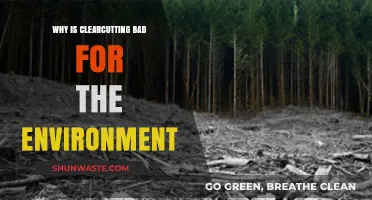 Clearcutting's Devastating Impact: How It Harms Ecosystems and Climate