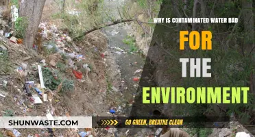 Contaminated Water's Devastating Impact on Ecosystems and Environmental Health