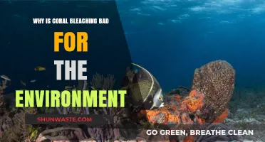 Coral Bleaching's Devastating Impact on Marine Ecosystems and Biodiversity
