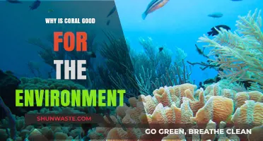 Coral Reefs: Vital Ecosystems Supporting Marine Life and Coastal Protection