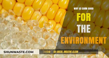 Corn's Eco-Friendly Impact: Sustainable Benefits for a Greener Planet