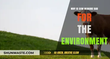 Cow Manure's Environmental Impact: Pollution, Greenhouse Gases, and Soil Degradation