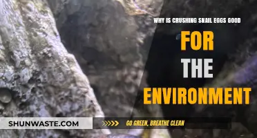 Crushing Snail Eggs: An Eco-Friendly Practice for Balanced Ecosystems