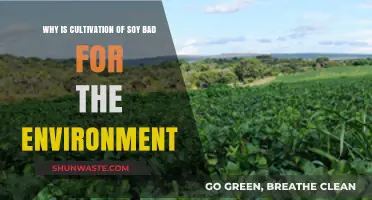 Soy Cultivation's Environmental Impact: Deforestation, Emissions, and Biodiversity Loss