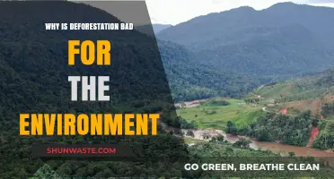 Deforestation's Devastating Impact: How Tree Loss Harms Our Planet