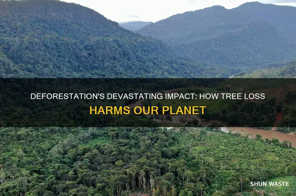 why is deforestation bad for the environment