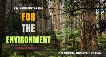 Sustainable Logging: How Deforestation Can Benefit Ecosystems and Climate