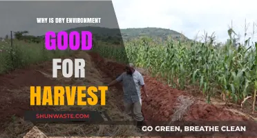 Dry Climates Boost Harvest Quality: Benefits of Low-Moisture Farming