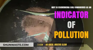 E. coli: The Silent Sentinel of Water Pollution