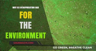 Eutrophication's Devastating Impact: Harming Ecosystems and Environmental Balance
