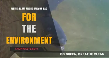 Farm-Raised Salmon's Environmental Impact: Pollution, Disease, and Ecosystem Threats