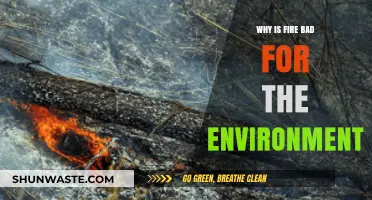 Fire's Environmental Impact: Devastating Effects on Ecosystems and Climate