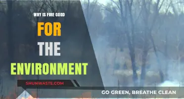 Fire's Surprising Role: How Controlled Burns Benefit Ecosystems
