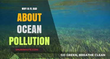 Florida's Ocean Pollution Crisis: Causes, Impacts, and Urgent Solutions Needed