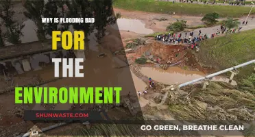 Flooding's Devastating Impact: Environmental Consequences and Ecosystem Disruption Explained