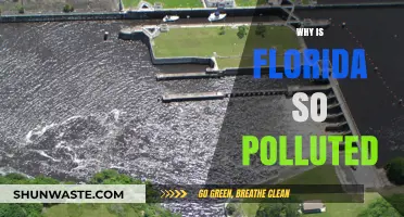 Florida's Pollution Crisis: Causes, Impacts, and Urgent Solutions Needed