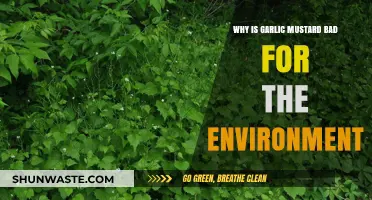 Garlic Mustard's Invasive Threat: Harmful Impacts on Ecosystems and Biodiversity