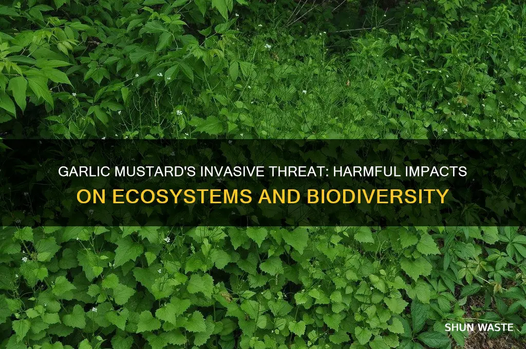 why is garlic mustard bad for the environment