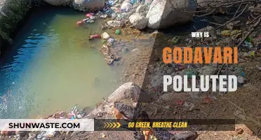 Why the Godavari River is Polluted: Causes and Consequences