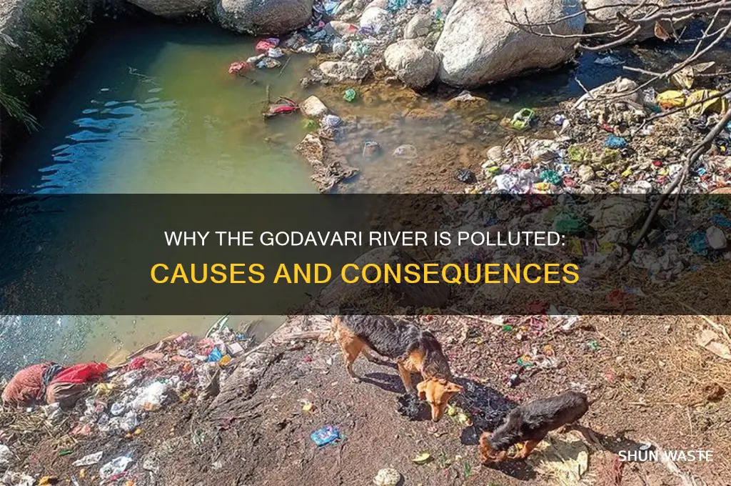 why is godavari polluted