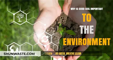 Healthy Soil: The Foundation of a Thriving, Sustainable Environment