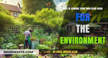 Sustainable Gardening: How Growing Your Own Food Benefits the Environment