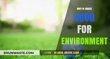 Grass: Nature's Green Hero for a Healthier Environment