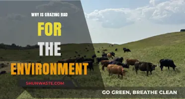 Grazing's Hidden Costs: Environmental Impacts and Sustainable Alternatives