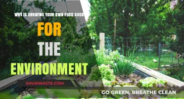 Sustainable Gardening: How Growing Your Own Food Benefits the Environment