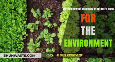 Eco-Friendly Gardening: How Growing Veggies Benefits Our Planet