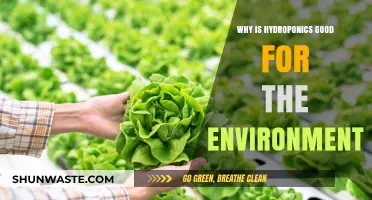 Hydroponics: A Sustainable, Eco-Friendly Solution for Greener Farming