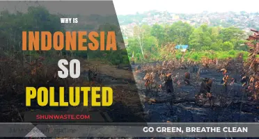 Unveiling Indonesia's Pollution Crisis: Causes, Impacts, and Urgent Solutions