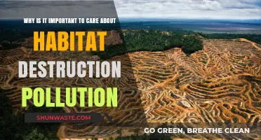 Habitat Destruction and Pollution: Why Our Actions Matter Urgently