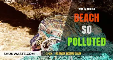 Kamilo Beach's Pollution Crisis: Causes, Impacts, and Urgent Solutions