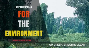 Kudzu's Environmental Impact: How This Invasive Vine Destroys Ecosystems