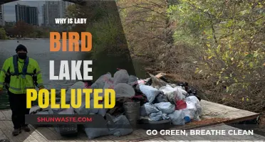 Lady Bird Lake's Pollution Crisis: Causes and Urgent Solutions