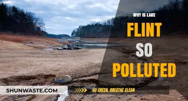 Unveiling the Causes of Lake Flint's Severe Pollution Crisis
