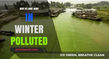 Lake June's Winter Pollution Crisis: Causes and Environmental Impact