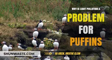 Light Pollution Disrupts Puffins' Nocturnal Navigation and Survival
