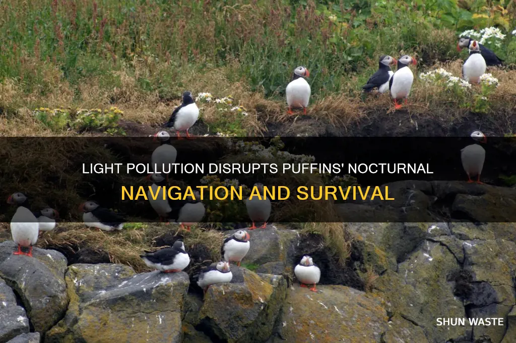 why is light pollution a problem for puffins