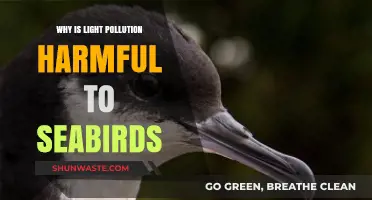 Light Pollution's Deadly Impact on Seabirds: A Growing Concern
