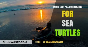Light Pollution's Deadly Impact on Sea Turtle Survival and Navigation