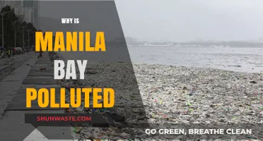 Unveiling the Causes of Manila Bay's Severe Pollution Crisis