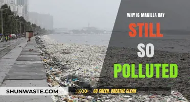 Manila Bay's Persistent Pollution: Causes, Impacts, and Urgent Solutions