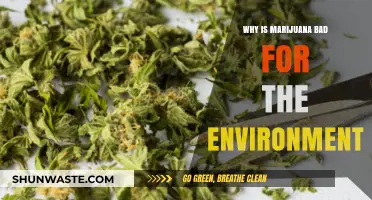 Marijuana's Environmental Impact: Uncovering the Hidden Ecological Costs
