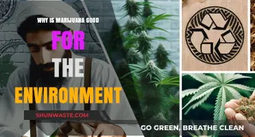 Marijuana's Eco-Friendly Impact: How Cannabis Benefits Our Environment