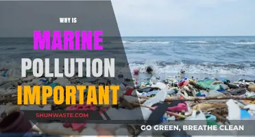 Marine Pollution's Impact: Why Protecting Our Oceans Matters Urgently